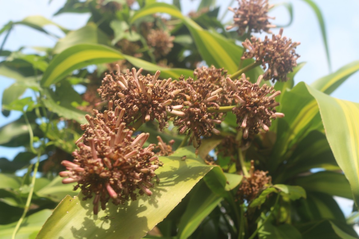 Dracaena fragrans (L.) Ker Gawl.